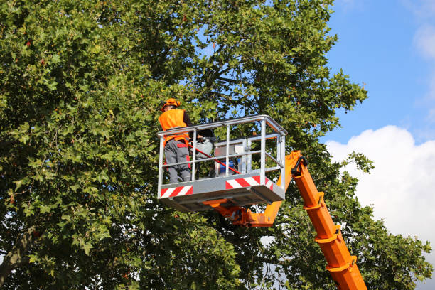 Professional Tree Removal and Landscaping Services in Richfield, WI